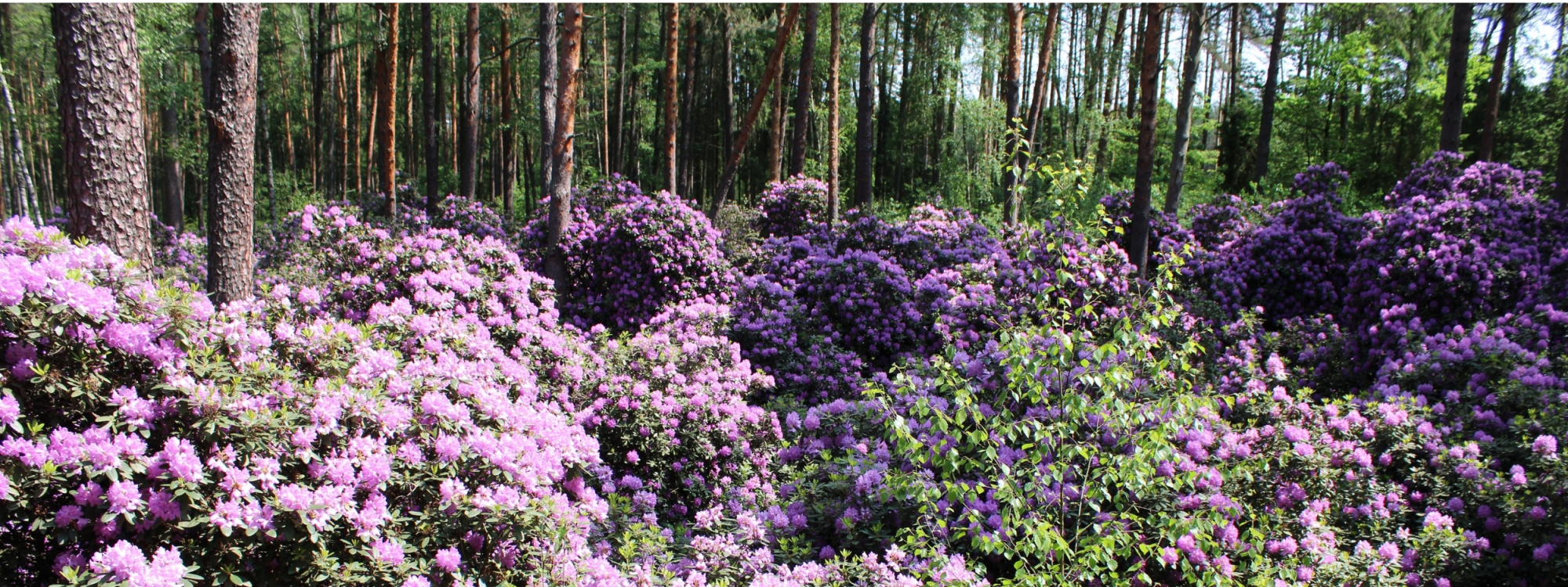 Park Krajobrazowy Lasy Nad Górną Liswartą